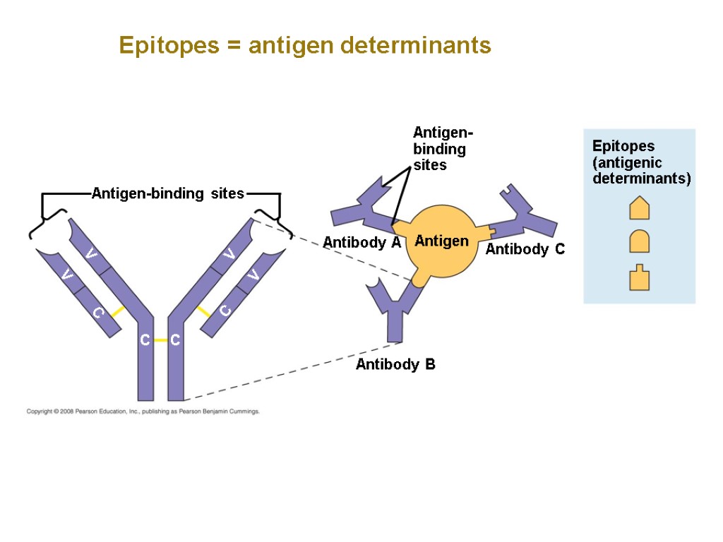 Epitopes = antigen determinants Antigen-binding sites Antigen- binding sites Epitopes (antigenic determinants) Antigen Antibody